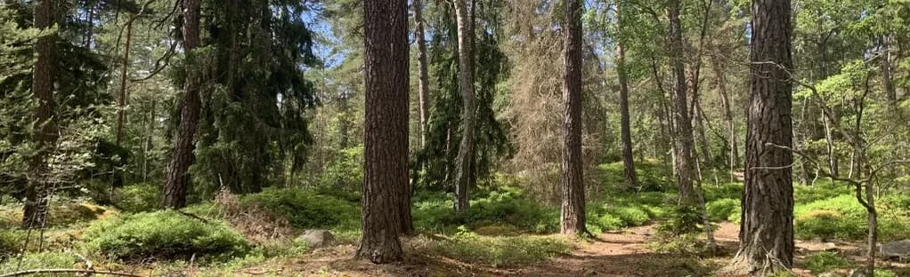 Runners in Altorp forest